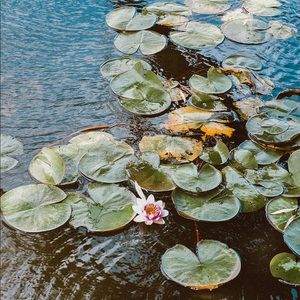 THANKS FOR SHARING!! 🌸